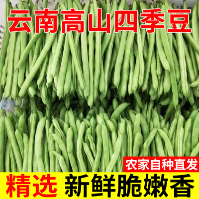 【限时特价】正宗云南高山四季豆芸豆新鲜蔬菜现摘现发一整箱批发