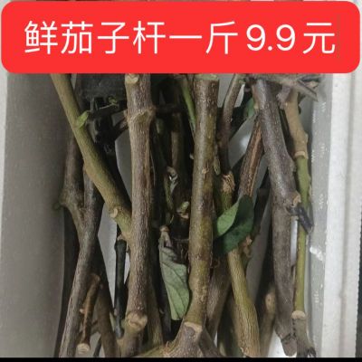 【直播间主播同款茄子杆】茄子秧茄子柴煮熟卤熟吃