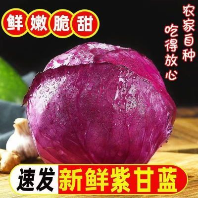 宁夏高原新鲜紫甘蓝红椰菜卷心包菜沙拉凉拌花青素天然抗氧化