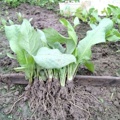 广东高州苦麦菜苗正宗高州圆叶尾阳台盆栽新鲜蔬菜苗现拔带泥发货