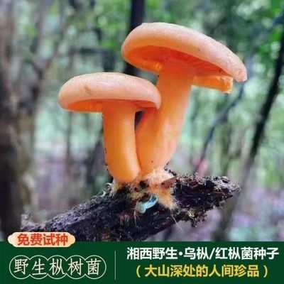 野生乌枞菌从乌枞菌黄枞菌室内蘑菇菌种食用菌阳台野外人工种植包