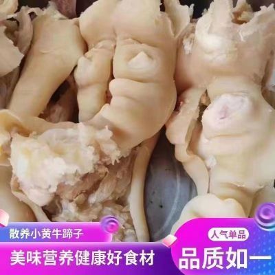 黄牛蹄皮正宗草饲牛蹄筋黄牛肉牛杂半熟脚牛筋一整箱新鲜脱骨牛蹄