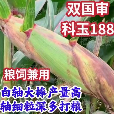 双国审高产玉米种子矮杆白轴大棒抗旱正品农科院科玉188大马牙