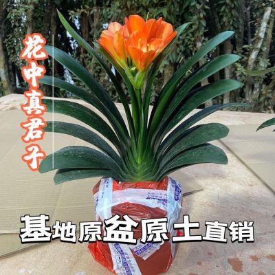 高档圆头立板君子兰开花原盆客厅大盆君子兰大苗高档植物盆栽好养