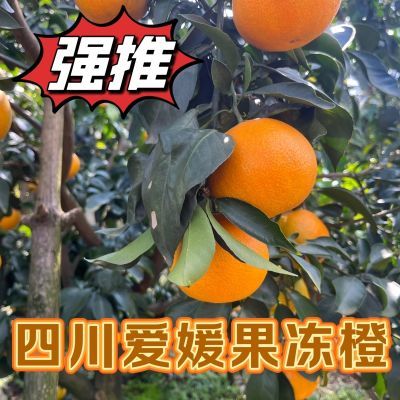 无核果冻橙爱媛38号耙耙柑沃柑无籽果冻橙10斤薄皮桔子正宗包