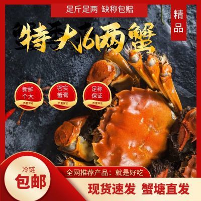 高淳大闸蟹鲜活现货特大精品全母蟹非阳澄湖镇含绳6/12只足斤足两