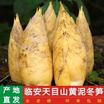 竹笋新鲜临安冬笋天目山特产新野生黄泥冬笋鲜现挖火锅食材鲜冬笋