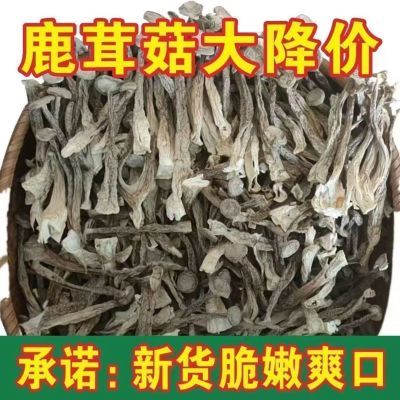 【净重无干燥剂】鹿茸菇干货无熏硫新鲜整根鹿茸菌鹿耳菇煲汤批发