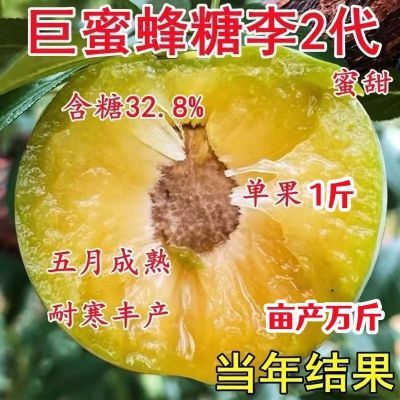 正宗嫁接蜂糖李子树苗蜜糖特大脱骨盆栽地栽南北方种植当年结果