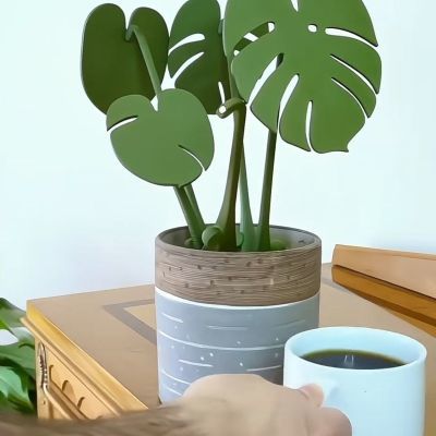 Monstera coaster plants 龟背竹杯垫植