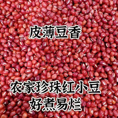 2024年新东北红小豆新货精选手工细选好煮易烂