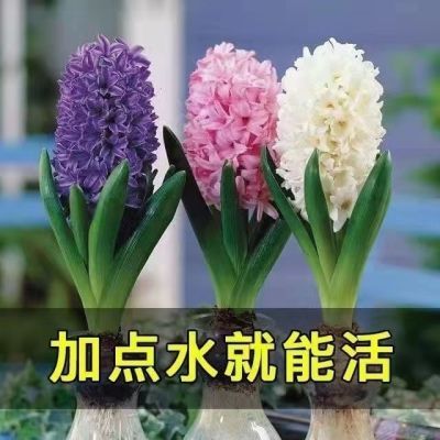 风信子水培种球套装室内花水养植物四季易活土培盆栽耐寒花卉种子