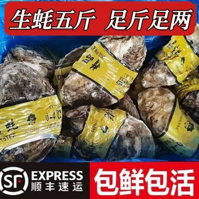 大连刺身级鲜活生蚝盒装牡蛎海蛎子带壳贝类新鲜顺丰一整箱乳山