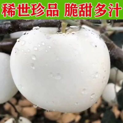 烟台黄金奶油富士苹果新鲜当季正宗白色冰糖心水果整箱奶油味白色