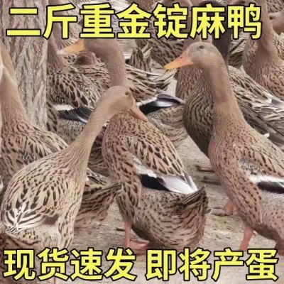 二斤麻鸭绿壳蛋鸭快下蛋麻鸭双蛋黄活鸭脱温麻鸭水鸭土鸭活苗金锭