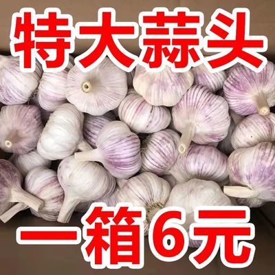 【超低价】大蒜头干蒜山东大蒜批发价新鲜蒜头新蒜白紫皮大蒜蔬菜【11月2日发完】