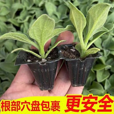 寿光育苗大棚直发新品种优质水晶冰菜苗秧苗春秋四季盆栽阳台菜园