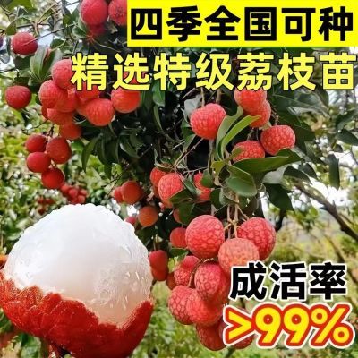 荔枝果树苗无核妃子笑冰荔正品嫁接阳台庭院盆栽地栽南北方大果