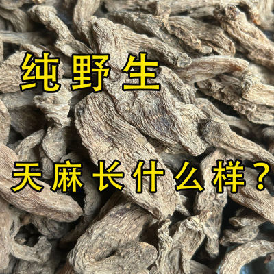 云南深山老林野生天麻特级正宗昭通小草坝纯天然正品新鲜干货煲汤