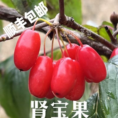 山茱萸新鲜带核正宗新鲜红色野生泡酒熬粥泡茶中药材树苗优质水果