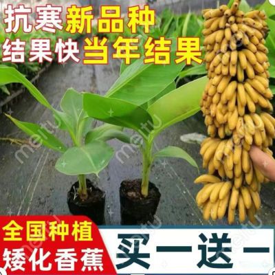 买一送一中蕉九号皇帝矮化南方苹果种植蕉苗香蕉树苗小米蕉果树苗