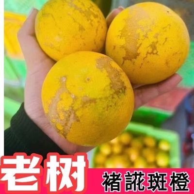 正宗云南褚硕橙花斑果哀牢山褚硕冰糖橙珍品超大果