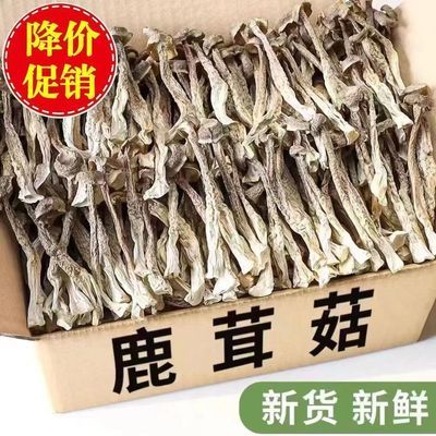 【净重无干燥剂】鹿茸菇干货无熏硫新鲜整根鹿茸菌鹿耳菇煲汤批发