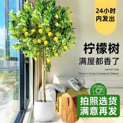 四季结果柠檬树盆栽包邮阳台带果花苞树苗庭院植物水果树绿植室内