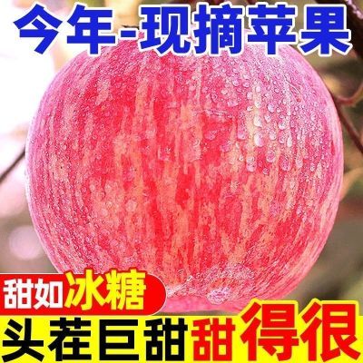 陕西脆甜红富士当季洛川当季应季新鲜孕妇水果冰糖心苹果整箱批发