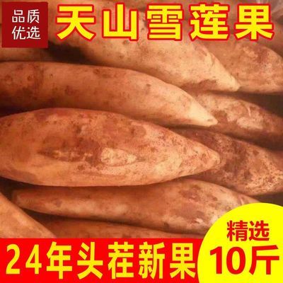 云南正宗天山雪莲果黄心新鲜特级水果当季整箱批发9-10斤包邮