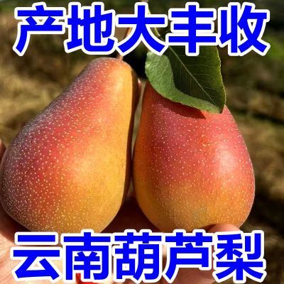 云南葫芦梨高山野生梨古树梨香脆梨红皮酥美人梨5斤整箱包邮