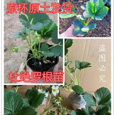 原盆草莓秧苗四季草莓苗盆栽家庭阳台种植奶油地栽果树苗当年结果