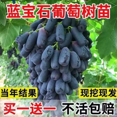 正宗甜蜜蓝宝石葡萄树苗无籽耐寒葡萄果树苗盆栽地栽南北方种植