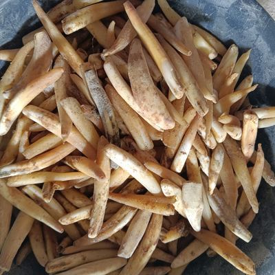 猪牙直牙猪牙半成品牙文玩项链吊坠手把件摆件手工制作空心实心