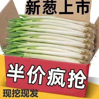 6伒新鲜精品大葱 山东铁杆大葱 长白葱净葱毛葱带根去叶 现挖便宜