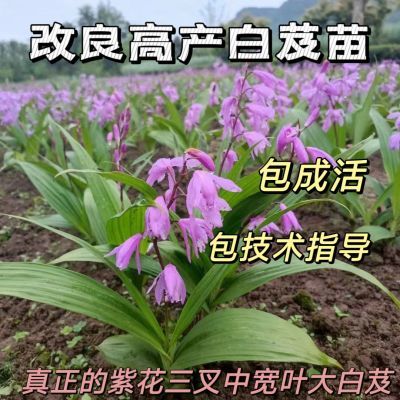 紫花三叉宽叶白芨苗 正宗白芨驯化白芨苗 四季可栽,品种优良白芨