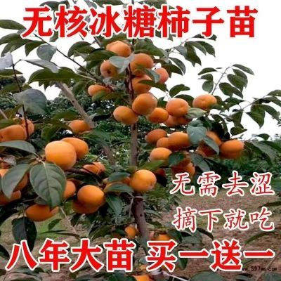 无核冰糖柿子树苗当年结果耐寒南北方室内外庭院种植果树苗