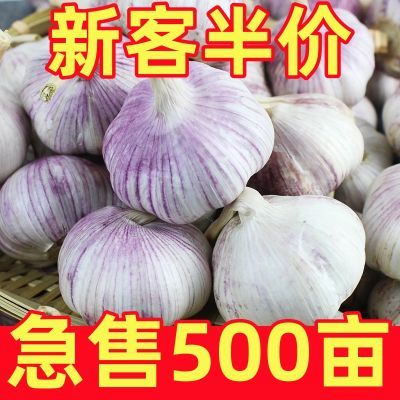 24年超低价紫白皮大蒜头干蒜批发价特级新鲜特大便宜清仓种子