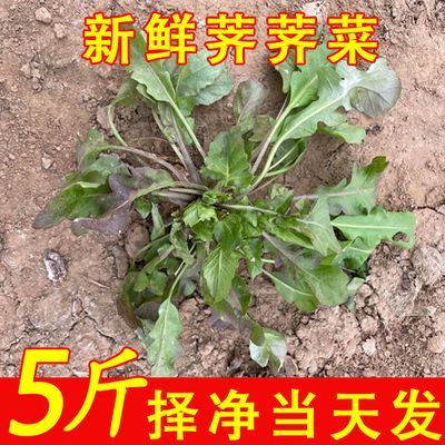 24年现挖新鲜荠菜非野生荠荠菜火锅配菜河南时令青菜批发价