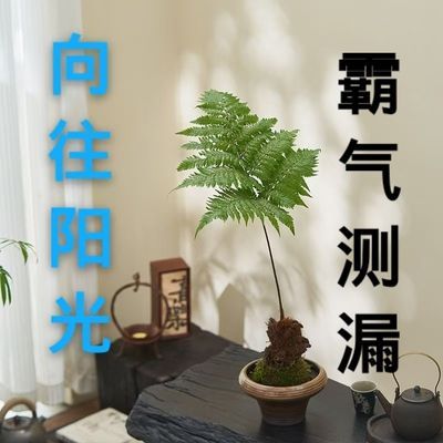 蕨类植物绿磷蕨苔藓球绿植室内办公室书房茶几一叶蕨水培好养盆栽