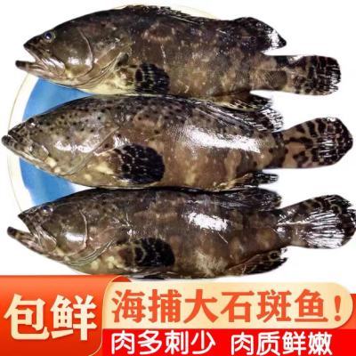 野生新鲜石斑鱼老虎斑珍珠斑活鱼冷冻大号斑鱼深海海捕海鲜顺丰