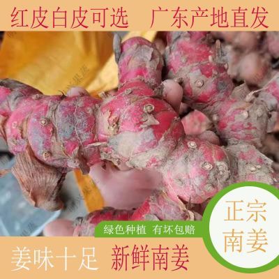广东湛江新鲜南姜山姜头火锅必备辛辣香配料