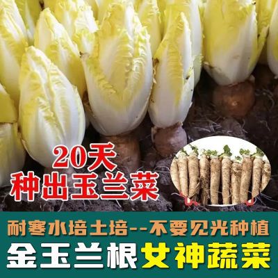 现挖玉兰苗老根活苗球鲜活四季菊苣根盆栽蔬菜根特色批发金玉兰菜