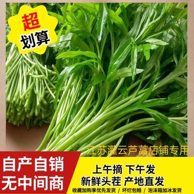 【现采现发】江苏新鲜当季泥蒿蔬菜芦蒿苏北特产精选脆嫩(带叶)