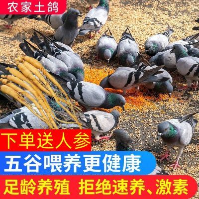 【顺丰包邮】农家散养土鸽子肉鸽乳鸽现杀白条营养煲汤正宗土鸽