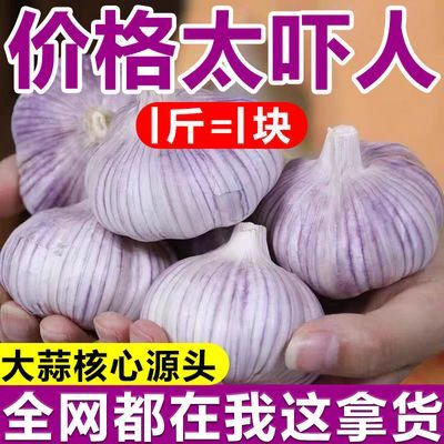 【批发价】正宗山东大蒜头特大蒜王新鲜紫白皮大蒜头优质干蒜便宜