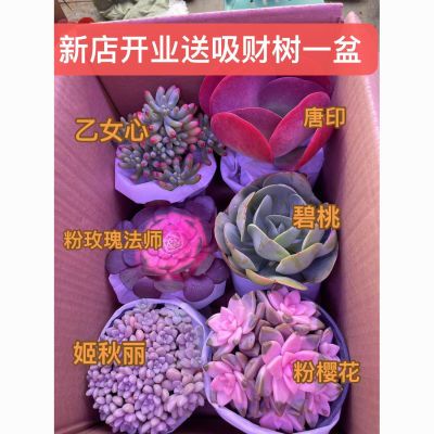 19.9满满一大箱随机7盆(招财转运套餐)多肉植物土豪华箱拍组合