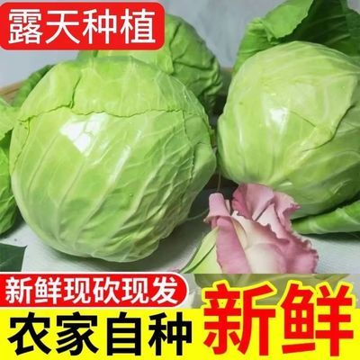 莲花白卷心菜包菜莲花白包头菜甘蓝当季新鲜应季蔬菜批发价