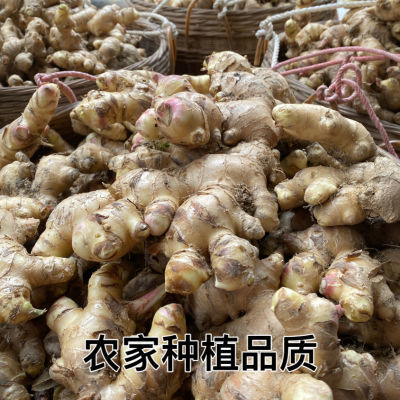 信宜大肉生姜清脆无根猪脚姜特级新姜食用新鲜老姜特大号带包装箱