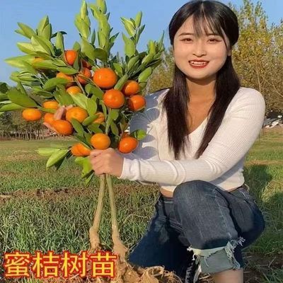 沙糖桔树苗地栽盆栽南北方种植橘子树苗砂糖橘柑橘耐寒果树苗好养